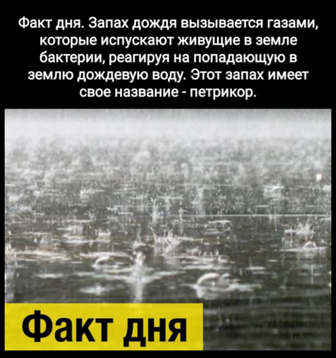 Факт дня Запах дождя вызывается газами которые испускают живущие в земле бактерии реагируя на попадающую в землю дождевую воду Этот запах имеет свое название петрикор Факт дня