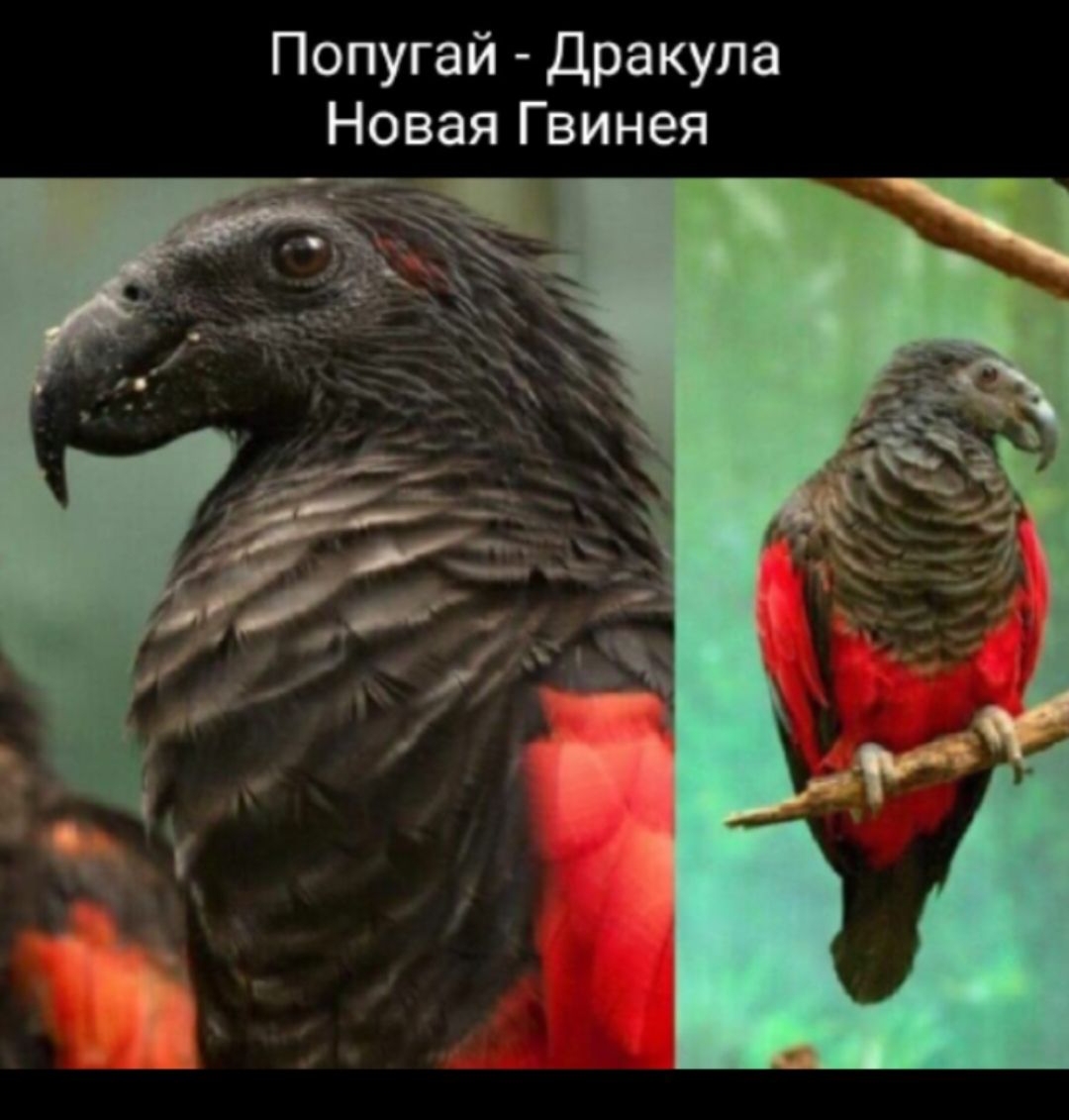 Попугай Дракула Новая Гвинея