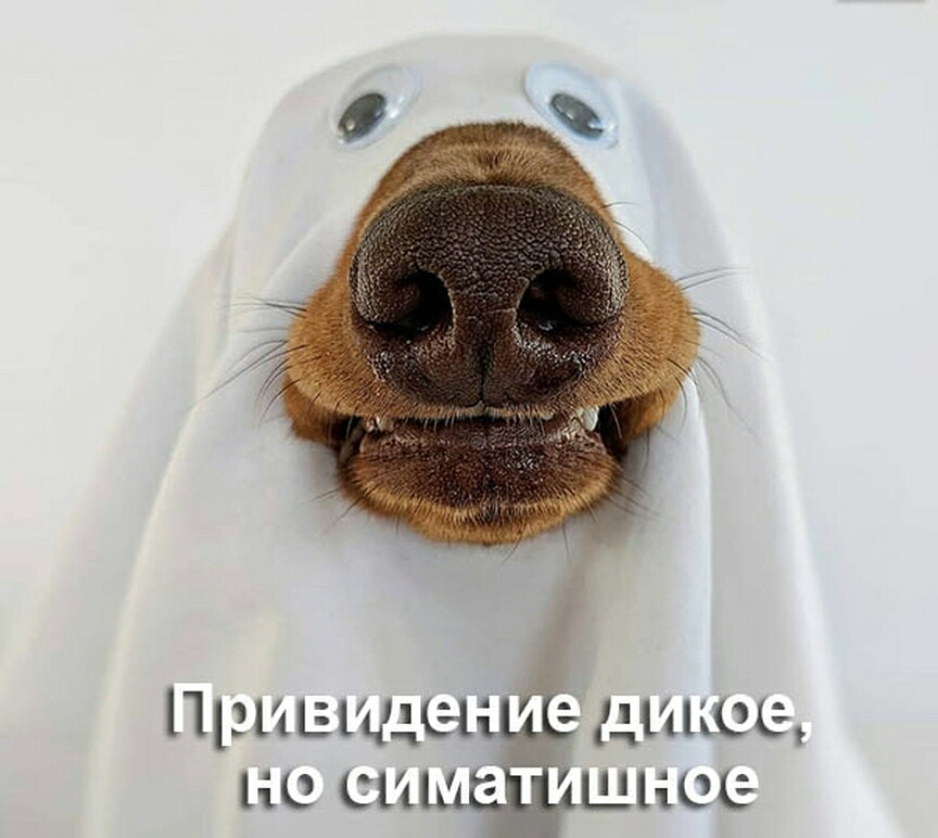 шкое шное 1113115111491 НО СИ 4