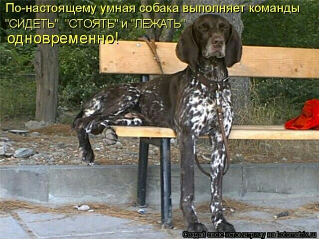 По настоящему умная собака СИДЕТЬ СТОЯТБИ ПЁЖАТЬК