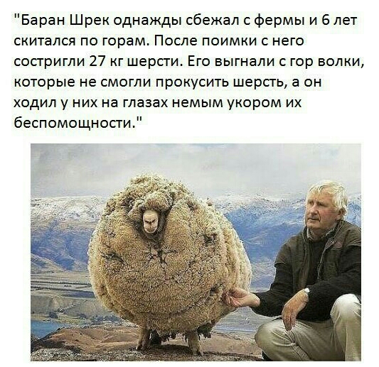 Баран Шрек однажды сбежал с фермы и 6 лет скитался по горам После поимки с него сопригли 27 кг шерсти Его выгнали с гор волки которые не смогли прокусить шерсть а он ходил у них на глазах немым укором их беспомощности