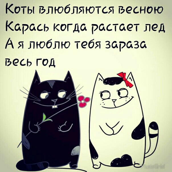 Коты влюбляются весною Карась когда растает лед А я люблю тебя зараза весь год