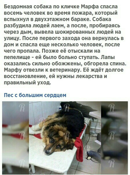 Бездомная собака по кличке Марфа спасла восемь человек во время пожара который вспыхнул в двУхэтажном бараке Собака разбудила людей лаем а после пробираясь через дым БЫВЕПВ ШОКИПОВВННЫХ людей на улицу После первого захода она вернулась в дом и спасла еще несколько человек после чего пропала Позже её отыскали на пепелище ей было больно ступать Лапы оказались сильно обожжены обгорела спина Марфу огн