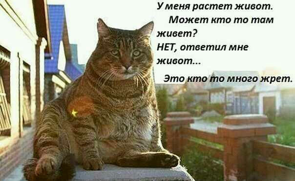 Уменя растет живот Может кто то там живет НЕТ ответил мне
