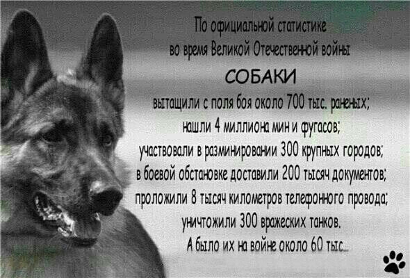 шшли 4 ммллиою мин и фугасов участвовали в разлммрошщи 300 крупных городов 1 вбоаой обстаювкедоставили 200 тысячдокуитов проложили 8 тысяч километров телефоьюго провода ущчтожили 300 вражеских южан Абыло их на войнеоколо 60 тыс