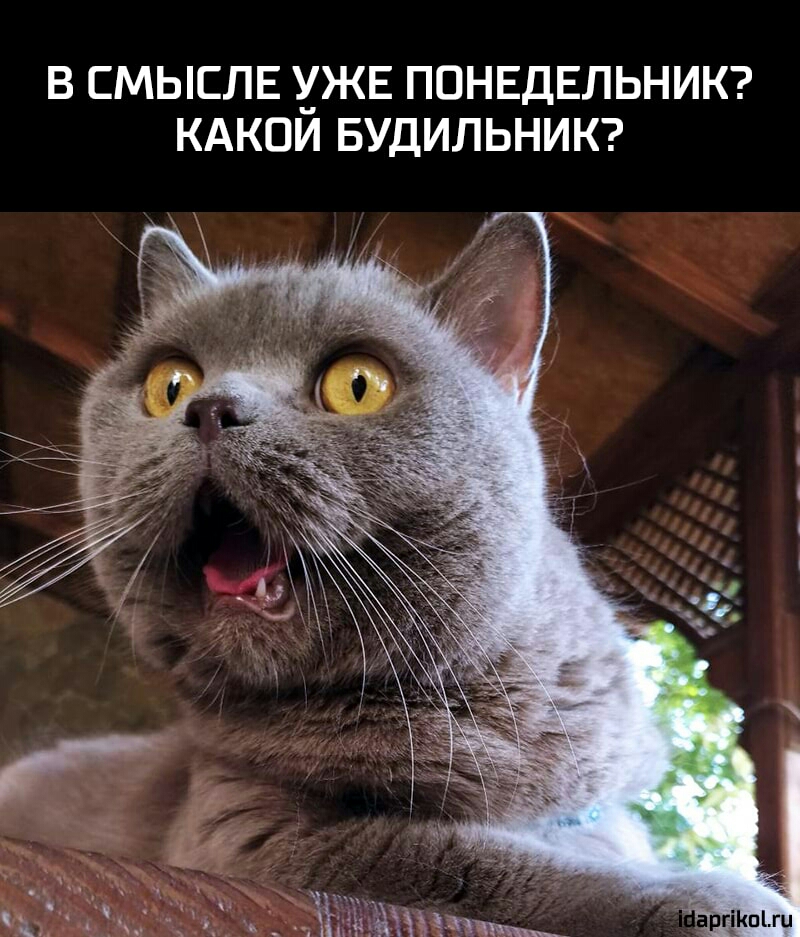 В СМЫСЛЕ ЖЕ ПОНЕДЕЛЬНИК КАКПИ БУДИЛЬНИК