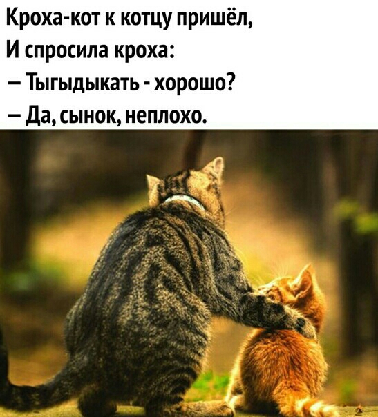 Кроха кот к котцу пришёл И спросила кроха Тыгыдыкать хорошо Да сынок неплохо