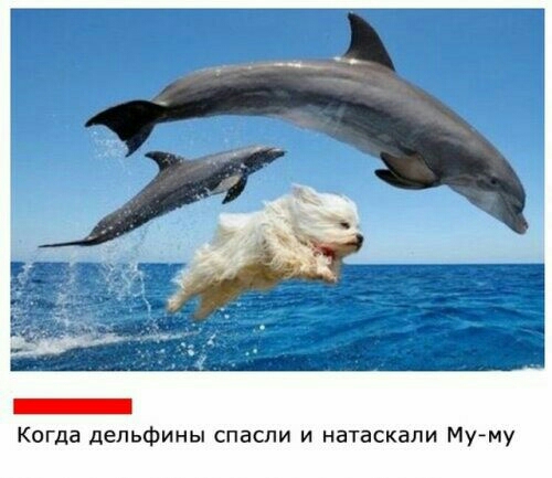 Когда дельфины спасли и натаскапи Муму