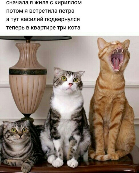 сначала я жила кириппом потом я встретила петра а тут василий подвернулся теперь в квартире три кота