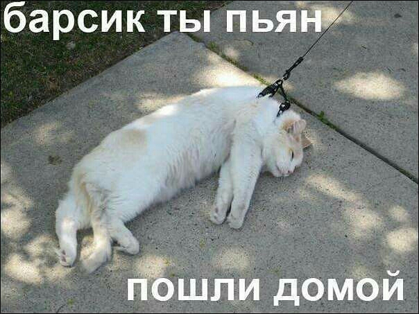 барсик ты пьяЁіи