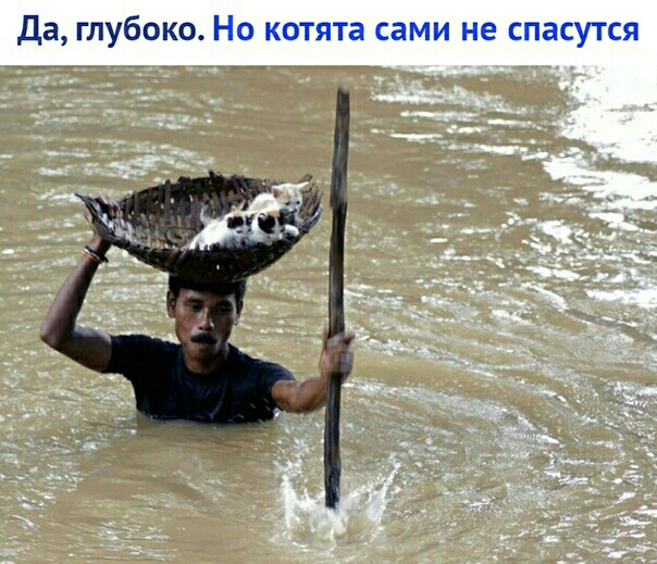 Да глубоко Но котята сами не спасутся