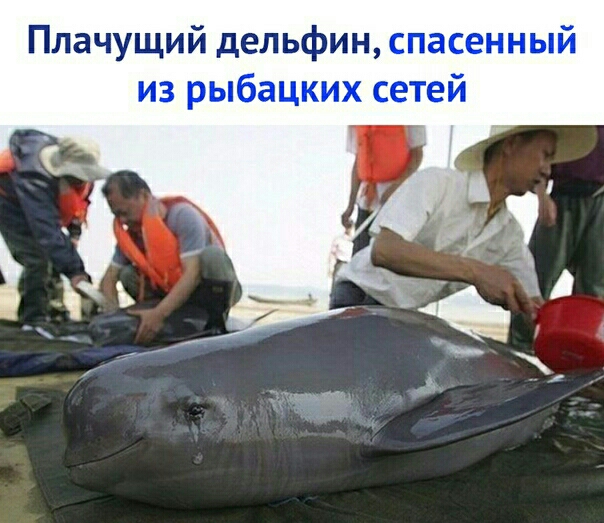 Плачущий дельфин спасенный из рыбацких сетей
