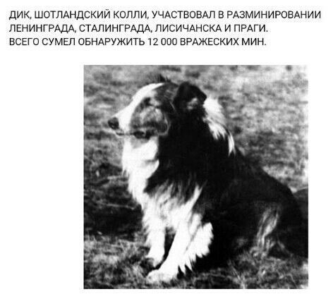 дик шотпдндскии колп и УЧАСТВОВАЛ в РАЗМИНИРОБАНИИ ПЕНИНГРАДА СТАЛИНГРАДА ПИСИЧАНСКА и ПРАГИ ВСЕГО сумы овндгужить 12 000 врджъских мин