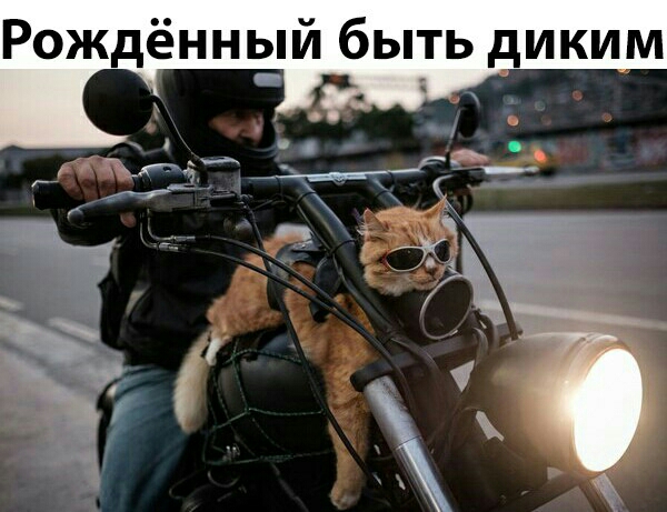 Рождённый быть диким