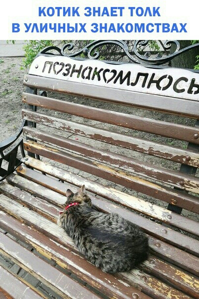 КОТИК ЗНАЕТ ТОАК В УАИЧНЫХ ЗНАКОМСТВАХ _
