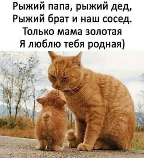 Рыжий папа рыжий дед Рыжий брат и наш сосед Только мама золотая Я люблю тебя родная