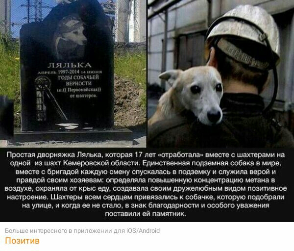 Простая дворники Лялька нотсрея пет потрабствлап мет с шехтеоами на одной из шахт Кемеровской области Единственная подземная собака в мире вместе с бригвдай каждую смену спуснапаса а подземку и служила верой и правдой свонм хозяевам определяла повышенную концетрации метана в воздухе охраняла от крыс аду создавала своим дружелюбным видом позитивное настроение Шахтеры всем сердцем привязались собачк