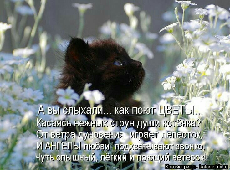 и котёнка