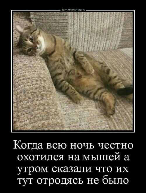 Когда всю ночь честно охотился на мышей утром сказали что их тут отродясь не было