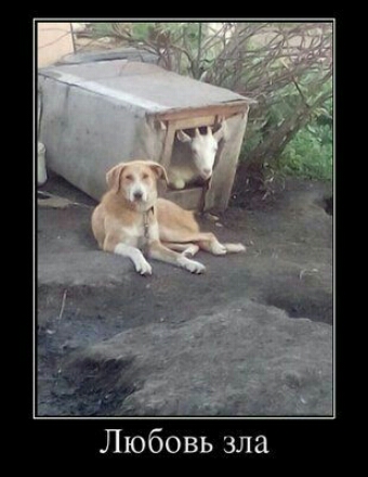Любовь зла