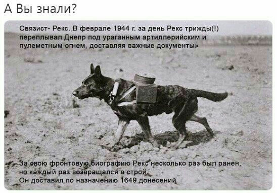 А Вы знали Связисг Рекс в Феврале 4 г и день Рекс трижды шими ш днепр под ураганным астиппнридсиим и пупсмтыщ чгиом цвета пля нажиме дщммы Г м м а Кайди рп мёд пся в род 4 два нил по инвинчсйию из донесении