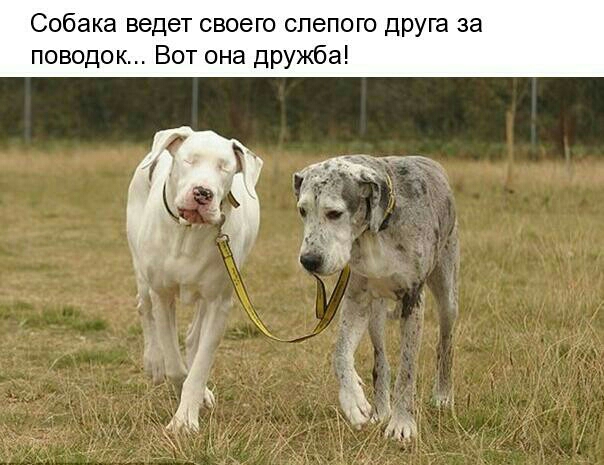 Собака ведет своего слепого друга за поводок Вот она дружба