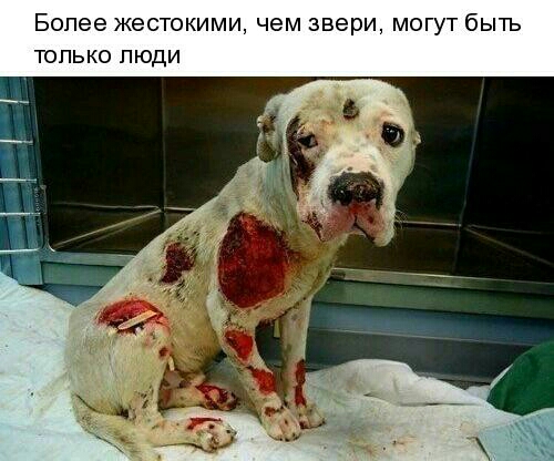 Более есто МИ чем звери МОГУТбЬПЪ ТОП ЛЮДИ