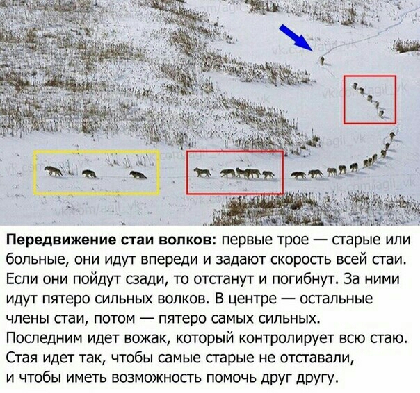 Передвижение стаи ВОЛКОВ первые трое сгарые ИЛИ больные они идут впереди и задают скорость всей сгаи Если они пойдут вади то отстанут и погибнут За ними ИДУТ пятеро СИЛЬНЫХ ВОЛКОВ В Центре осгапьные члены стаи потом пятеро самых сильных Последним идет вожак который контролирует всю стаю СТЗЯ идет ТЕК ЧТОбЫ самые старые не ОТСГЗБЗПИ и чтобы иметь возможность помочь друг другу
