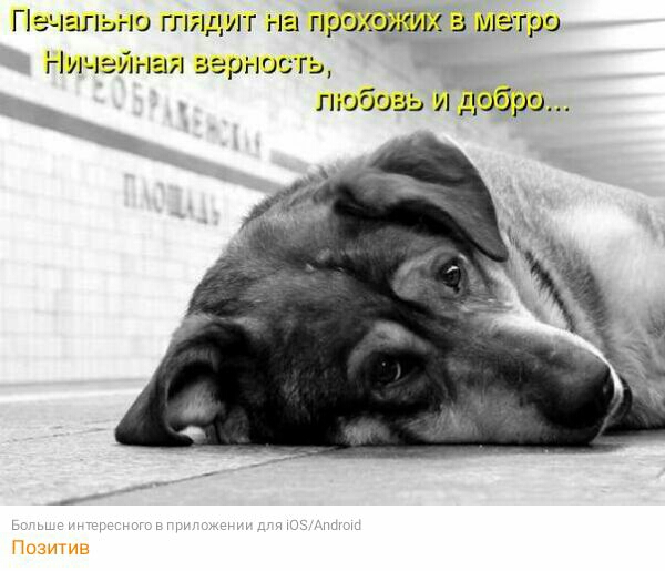 Печшльно гпядит на пршшши 5 метро Ничэйная аэрносгь любовь и добро