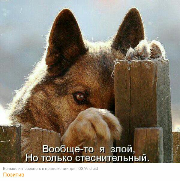 Вообще то я злой Но только стеснительныи Позитив