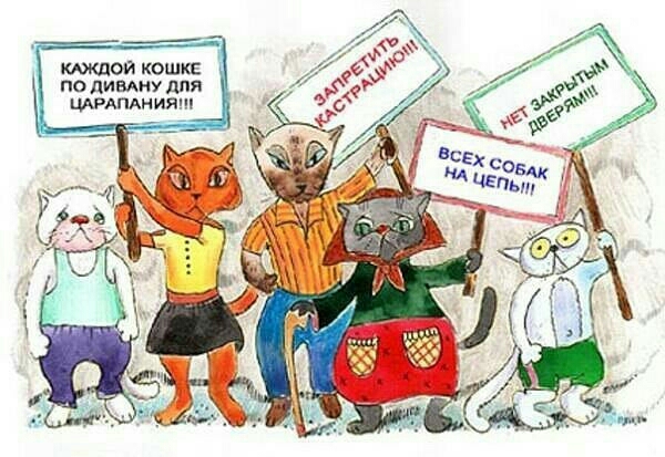 мждой кошкЕ по лимиу дпя ЦАРАПАния