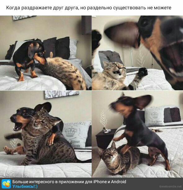 Когда раздражаеге друг друга но раздельно сущесшовать не можете Больше иитересиого в приложении для РНопе и Алагою