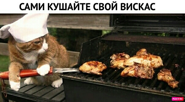 АМИ КУШАЙТЕ СВОЙ ВИСКАС