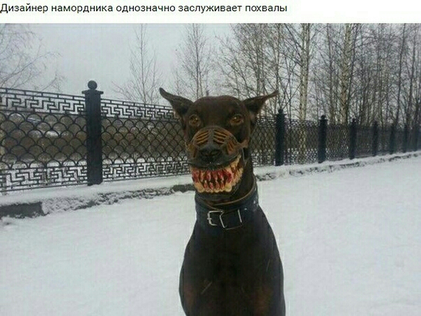 Дизайнер намордника однозначно заспуживаег пшвапы