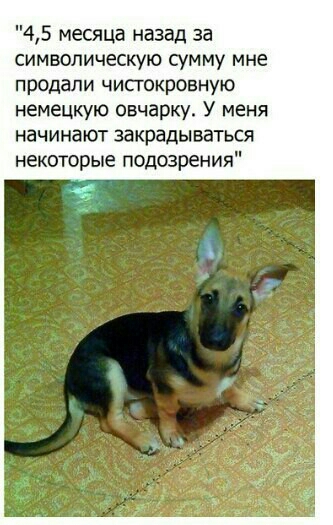 45 месяца назад за символическую сумму мне продали чисгокровную немецкую овчарку У меня начина ют закрады ваться некоторые подозрения