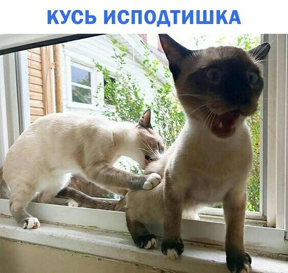 КУСЬ ИСПОАТИШКА