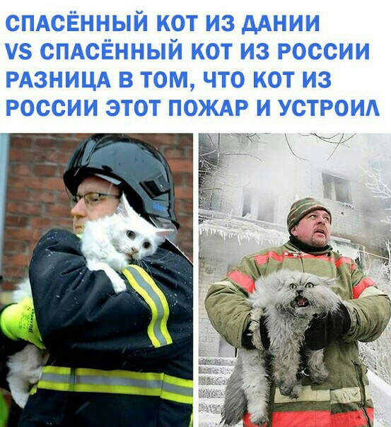 спдсЁнный кот из дАнии уз СПАСЁННЫЙ кот из россии РАЗНИЦА в том что кот из россии этот пождр и устроид