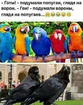 Готь подумали попугаи глядя на ворон Геи подумали вороны глядя на попугаевщ в в др