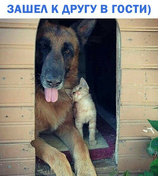 ЗАШЕА К дРУГУ В ГОСТИ