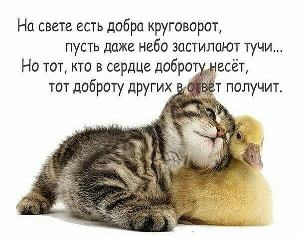 На свете есть добра круговорот пусть даже небо застилают тучи Но тот кто в сердце добро тот доброту других т получит
