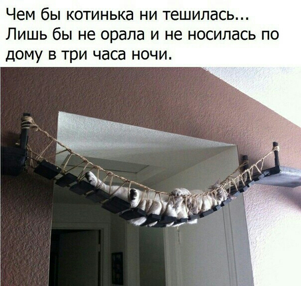 Чем бы котинька ни тешилась Лишь бы не орала и не носилась по дому в три часа ночи