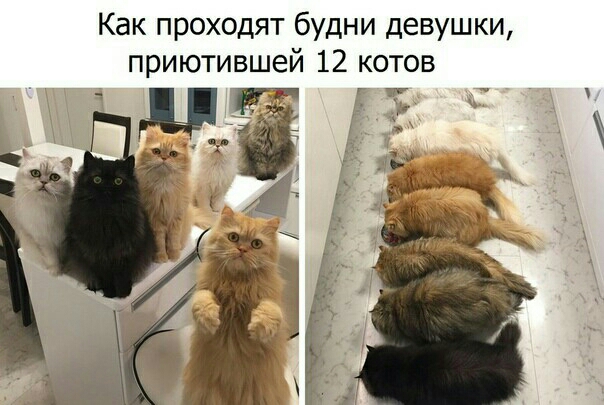 Как проходят будни девушки приютившей 12 котов