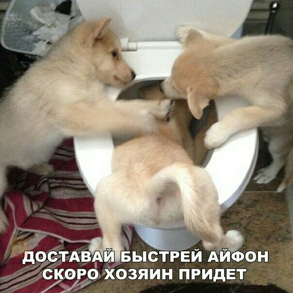 КОРО ХОЗЯИН ПРИдЕТ