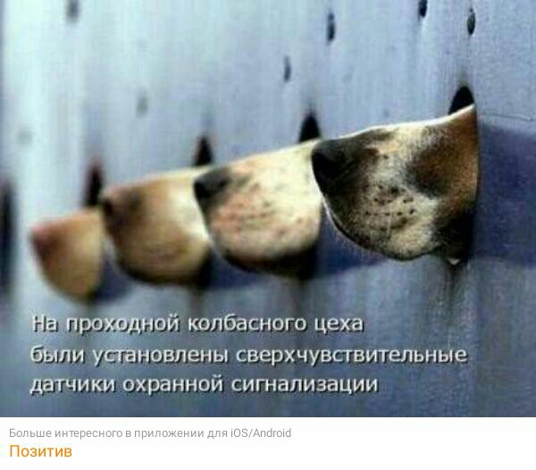 рофчой колбасного цеха пи уйановпены сверхчувсгвитепьные датчики охранной сигнализации