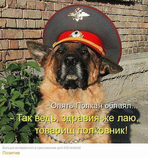 Поди пв