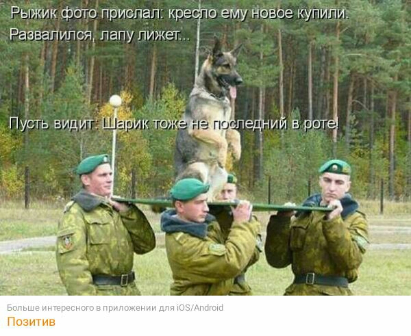 Рыжик фата прислал крефо ему Новое купили Развалился лапу лижет 1 Пусть видит Шаэик тож по педний 5 рота ПОЗИТИЕ
