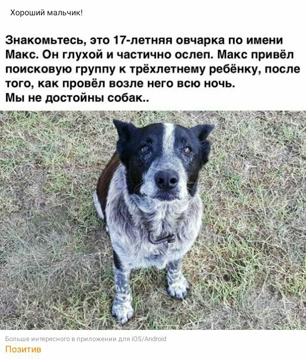 Хороший мальчик Знакомьтесь это 17 летняя овчарка по имени Макс Он глухой и частично ослеп Макс привёл поисковую группу к трёхпетнему ребёнку после того как провёл возле него всю ночь Мы не достойны собак Позитив