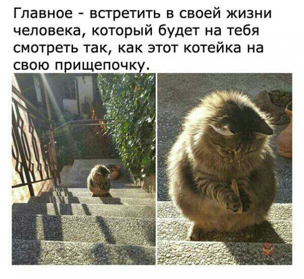 Главное встретить в своей жизни человека который будет на тебя смотреть так как этот котейка на свою прищепочку