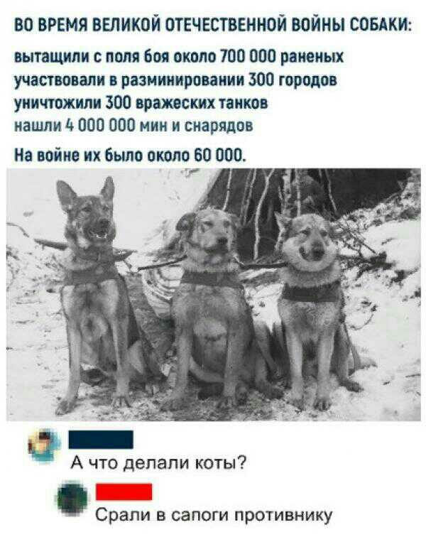 во время ввликой отвчвстввннои войны СОБАКИ вытащили поля Боя около 700 000 раненых участвовали в разиинировании 300 городов уничтожили 300 вражеских танков нашли 4 000 000 мин и снарядов На войне их было около 60 000 г _ А что делали коты _ Срапи в сапоги противнику