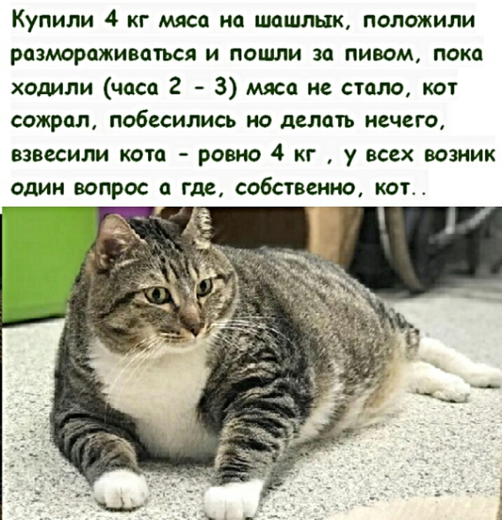 Купили 4 кг мяса на шашлык положили размораживоться и пошли за пивом пока ходили часа 2 3 мясо не стало кот сожрал побесились но делать нечего взвесили кота ровно 4 кг у всех возник один вопрос а где собственно кот